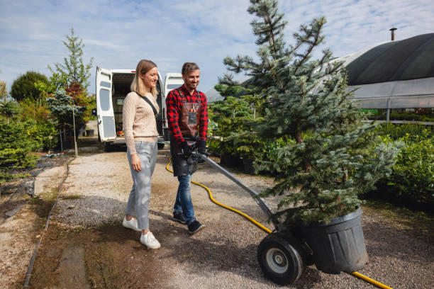 The Steps Involved in Our Tree Care Process in Dulles Town Center, VA